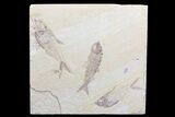 Diplomystus & Knightia Fossil Fish Association - Wyoming #75980-1